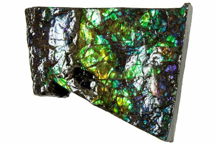 Iridescent Ammolite (Fossil Ammonite Shell) - Alberta #311392